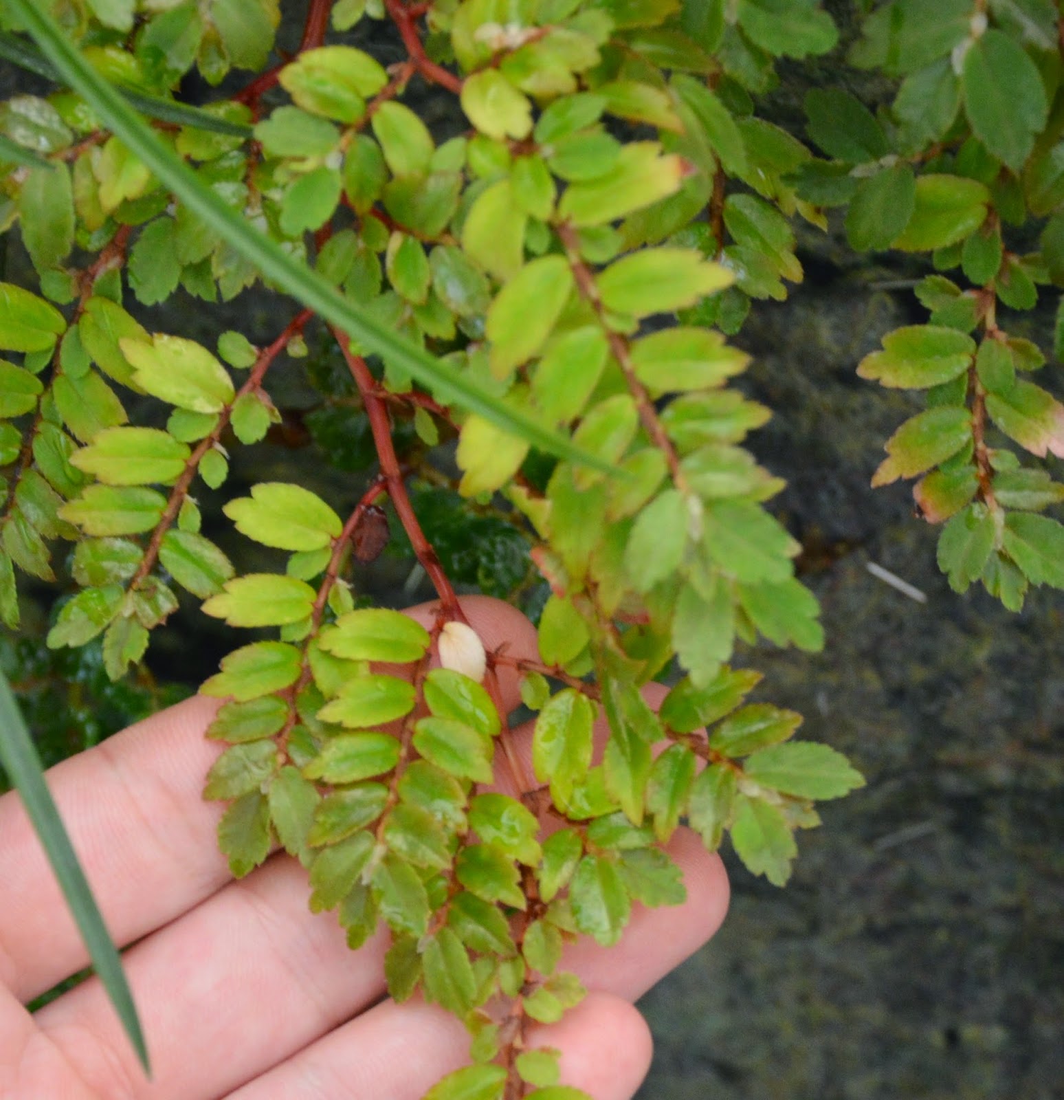 Botanische Raritäten Sammlung seltener Begonia species