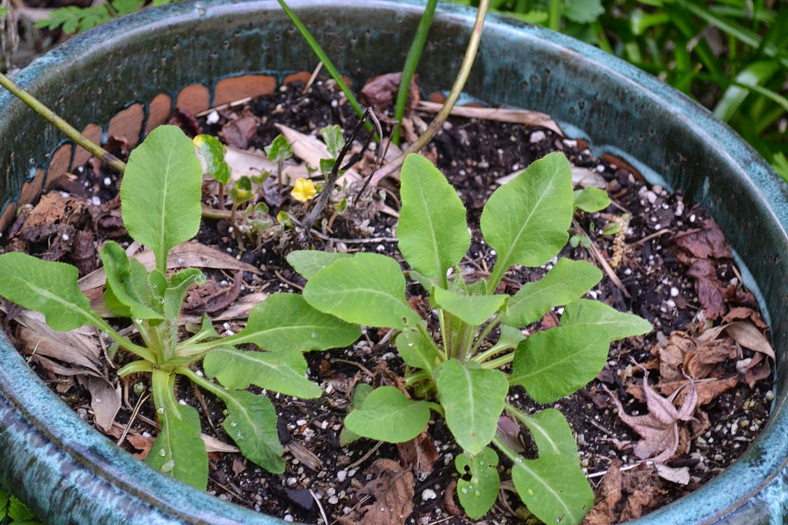 Of Spring And Summer A Bunch For The Weekend 96 Cyclamen