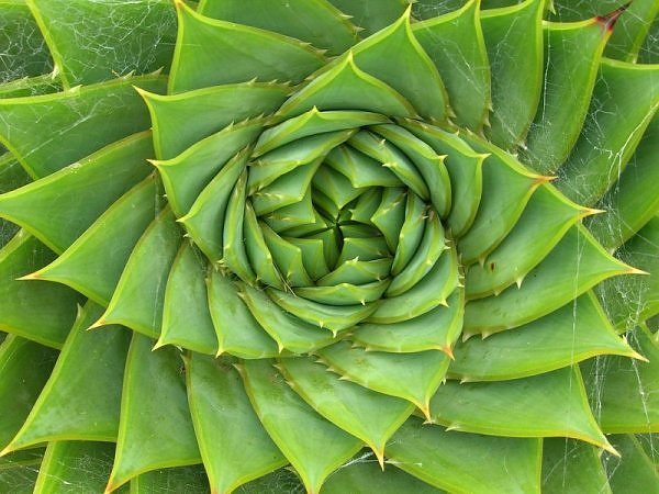 golden ratio in a plant