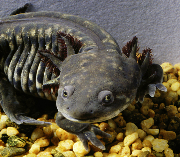 Eastern Tiger Salamander Larvae
