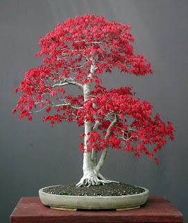 Jardineria, Catalogo de Plantas: Acer palmatum