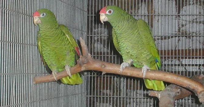 BIRDS FOR SALE IN THE UK: Tucuman Amazon Parrots for sale including a