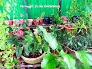 Peringgit Suria Enterprise