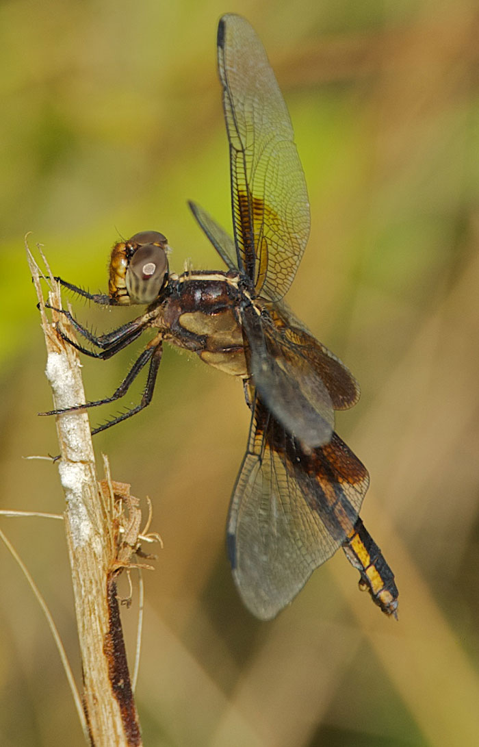 Red and the Peanut A Female Widow Skimmer dragonfly in the high meadow...