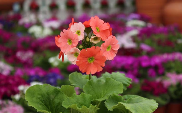 Poison Primrose Poison Primrose