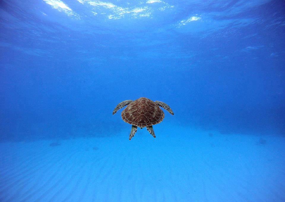 Sea turtles are one of the many sea creatures you might bump into while diving into the reefs.