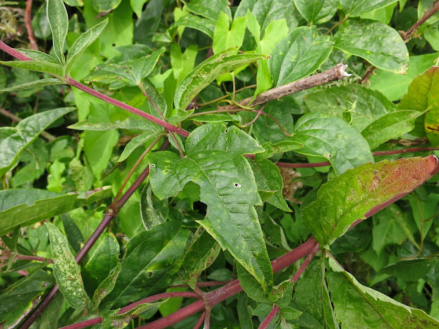 A mass of green leaves and red stems in a hedgerow