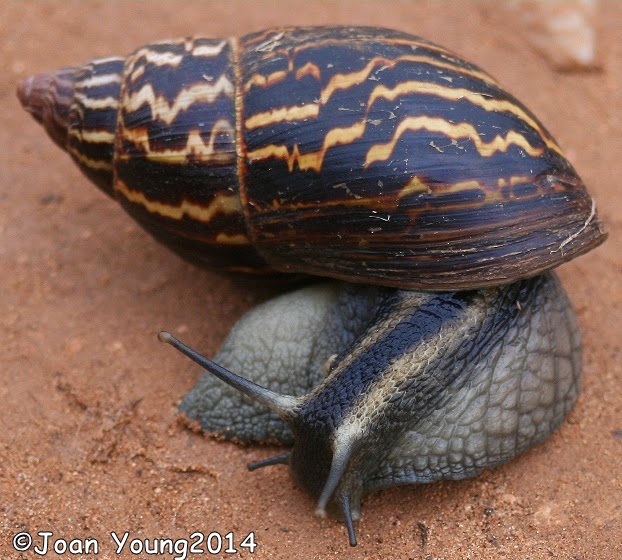 South African Photographs Zebra Agate Snail (Achatina zebra)