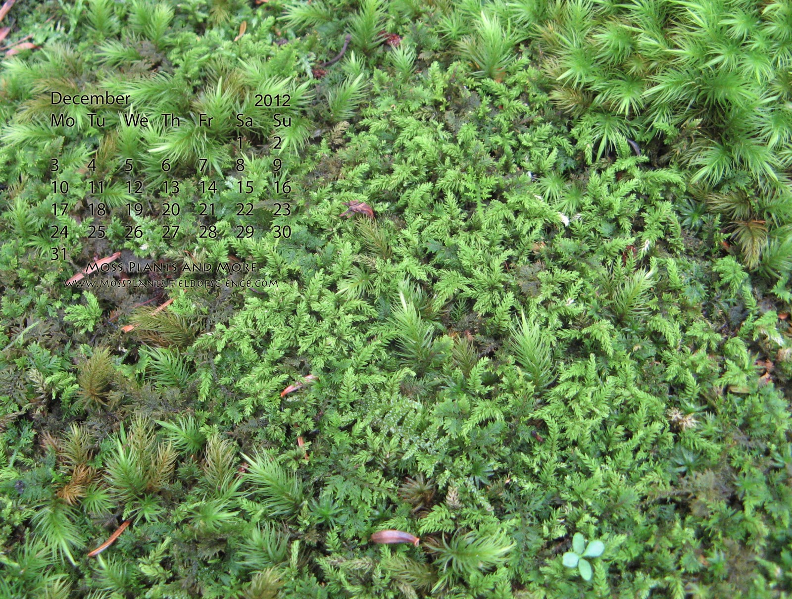 flowering moss