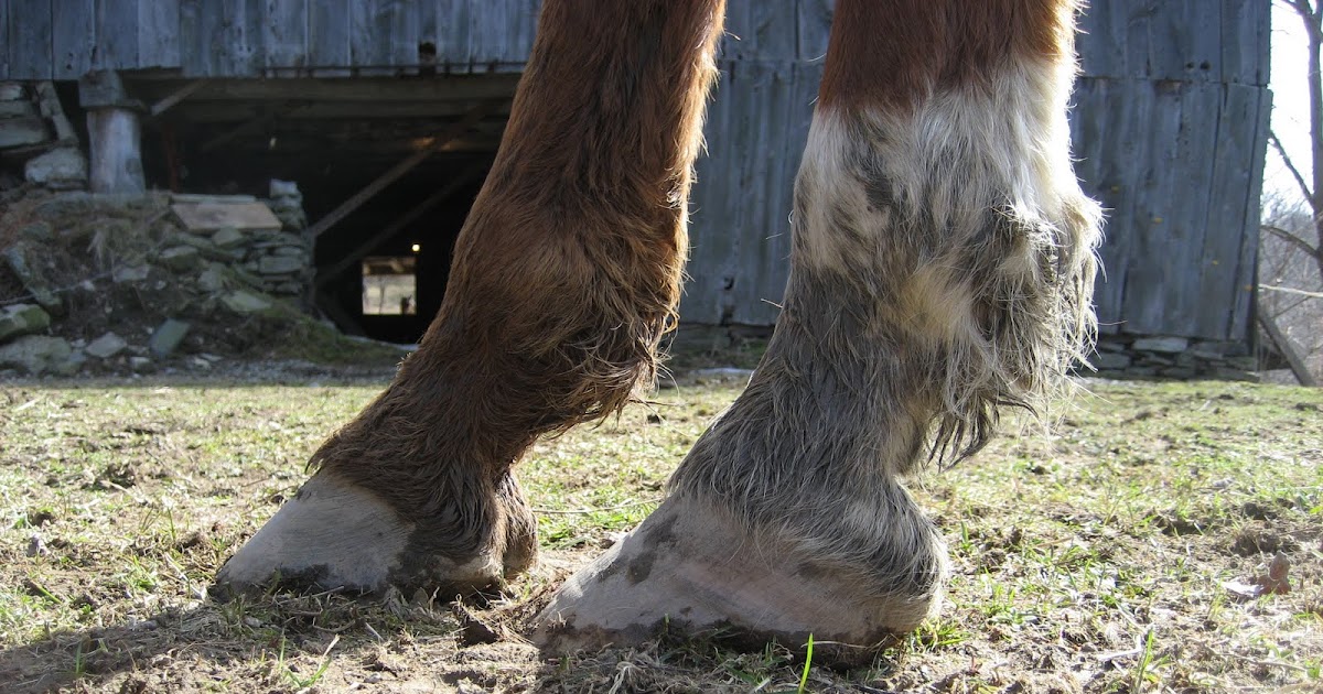It's Quarters for Me Long Toes in Horses A Pain in the Butt?
