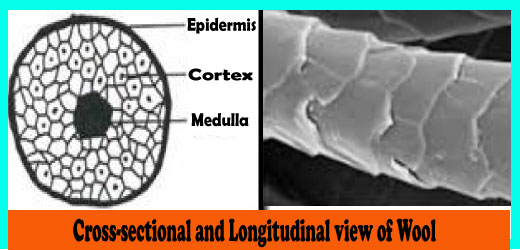 Microscopic View of Wool Fibre Wool Fibre Testing