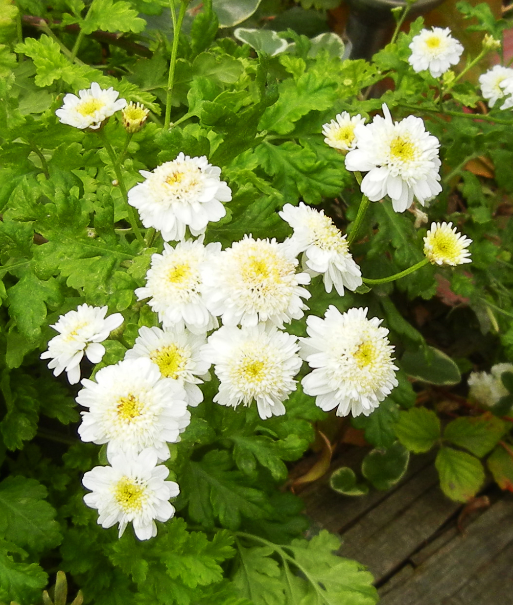 Photographing Flowers Plants that Reseed