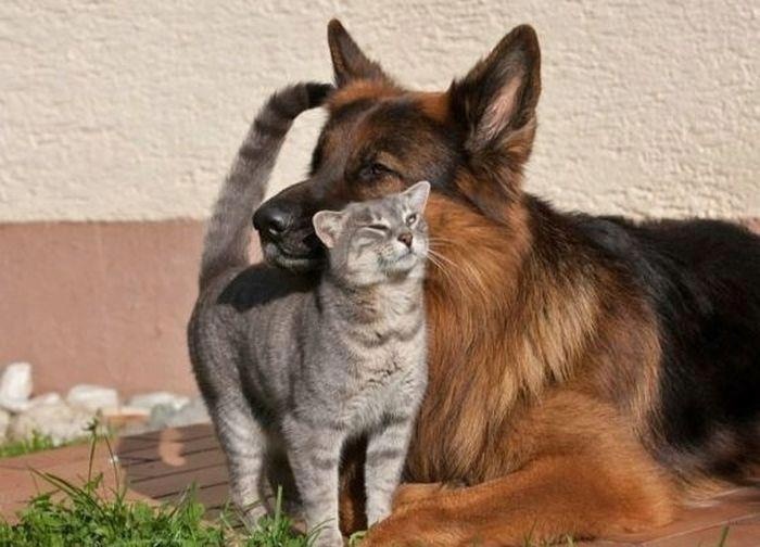 ПРИЈАТЕЛИ Dog+and+kitty