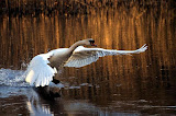 Cygne Tuberculé