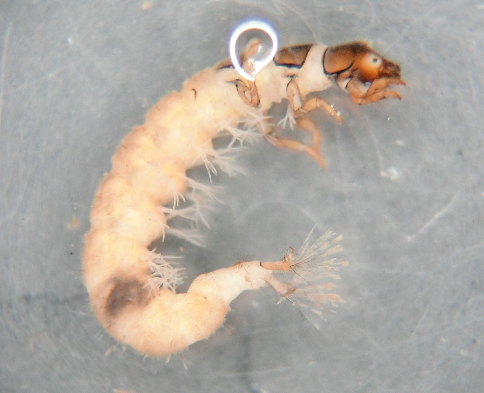 Fleece Menagerie Giant Larval form of a Caddisfly (SOLD)