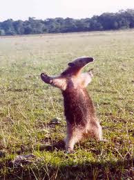 Funny Anteaters