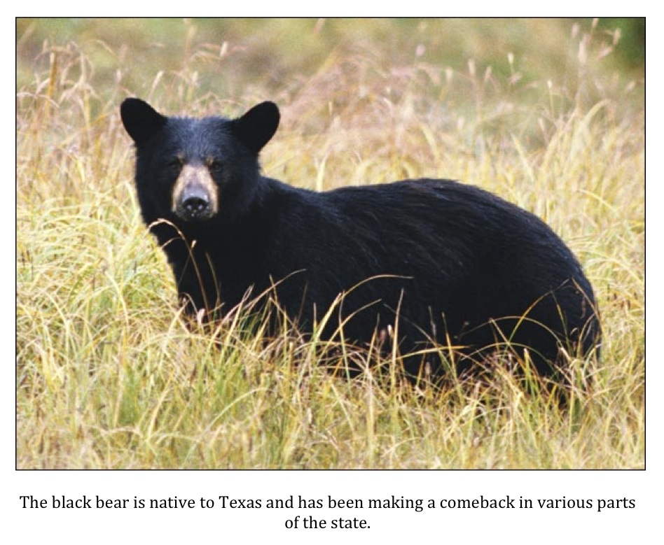 Texas Cryptid Hunter Black Bear Sighted in Starr County, Texas