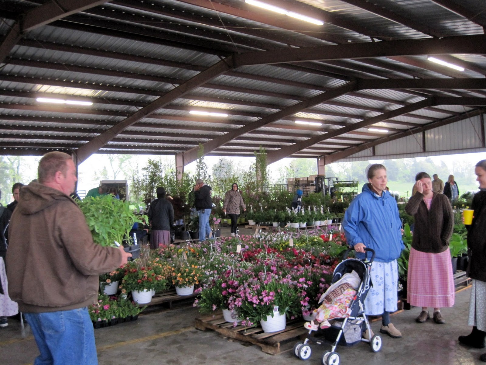Gone Walkabout 2 Amish Flower Auction