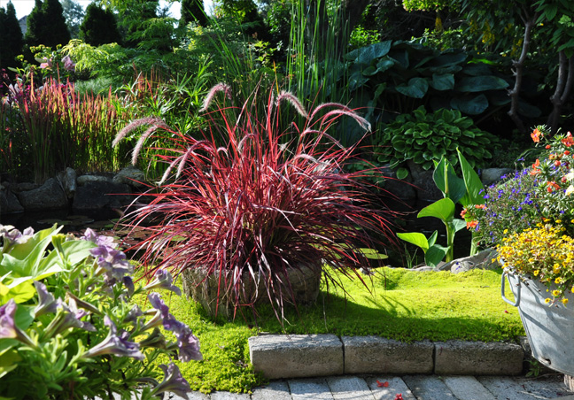 Defining Your Home Garden And Travel Refreshing Little Lime