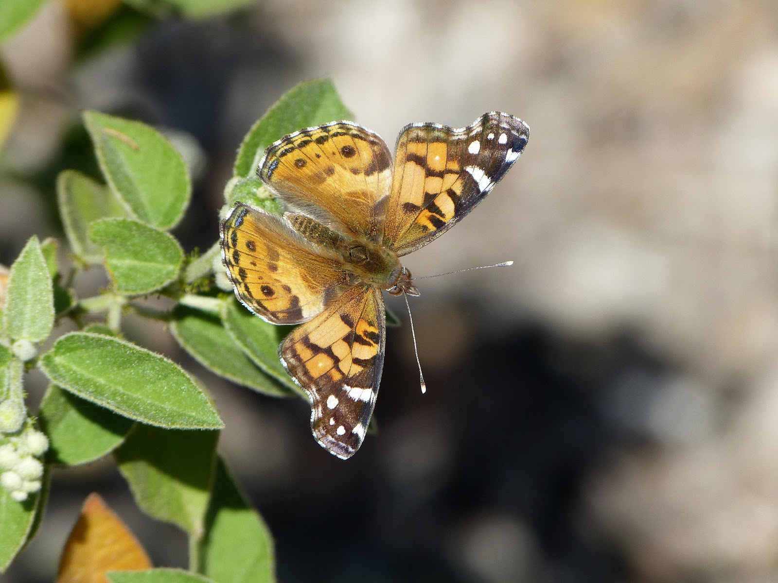 Mount Epsom Butterflies of Texas