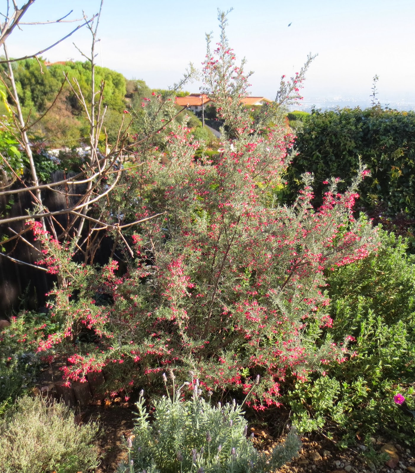 Late to the Garden Party My favorite plant of the week Grevillea