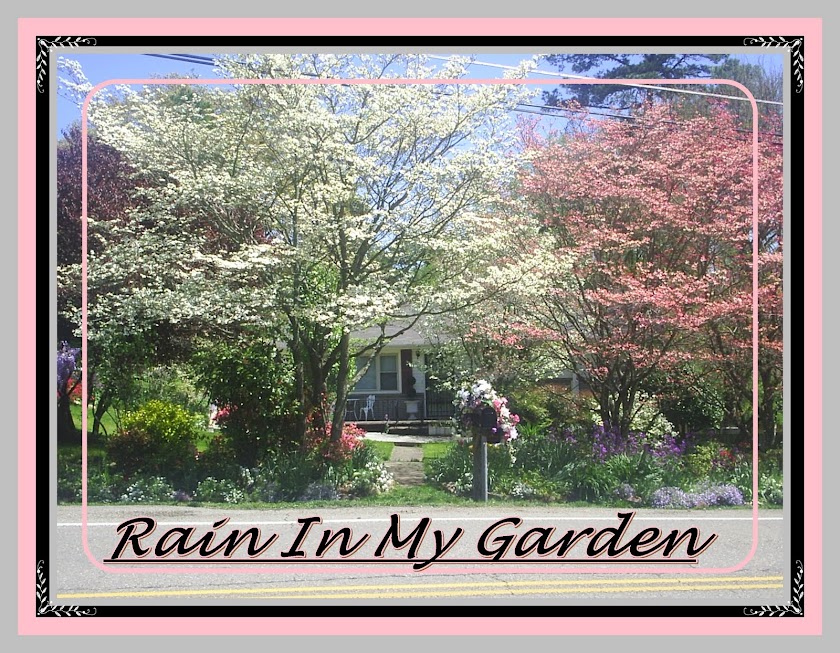 Rain In My Garden