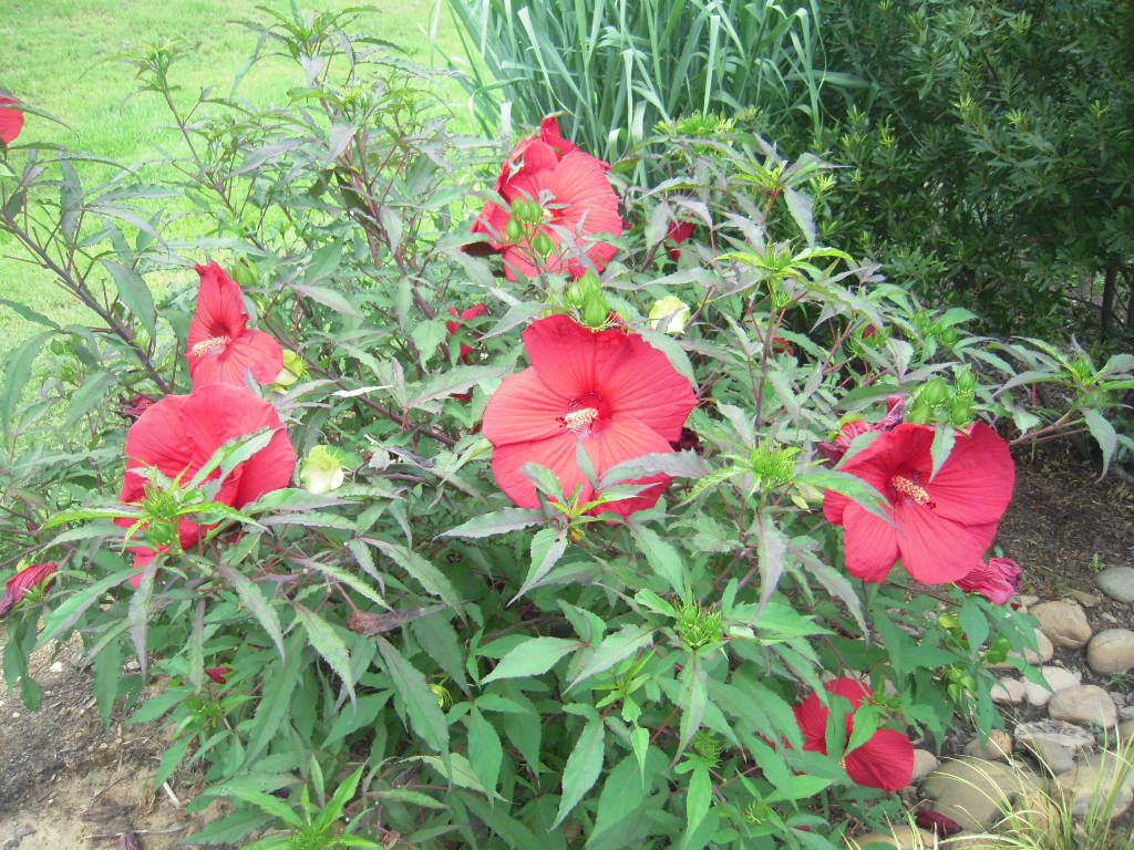 Hibiscus Perennial
