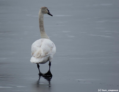 Lebada pe gheata Swan on ice Cygne Olor Schwaene Cygnus Hattyúk Κύκνος