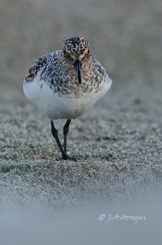 Correlimos tridactilo, Calidris alba, Sanderling Correlimos tridactilo, Calidris alba, Sanderling