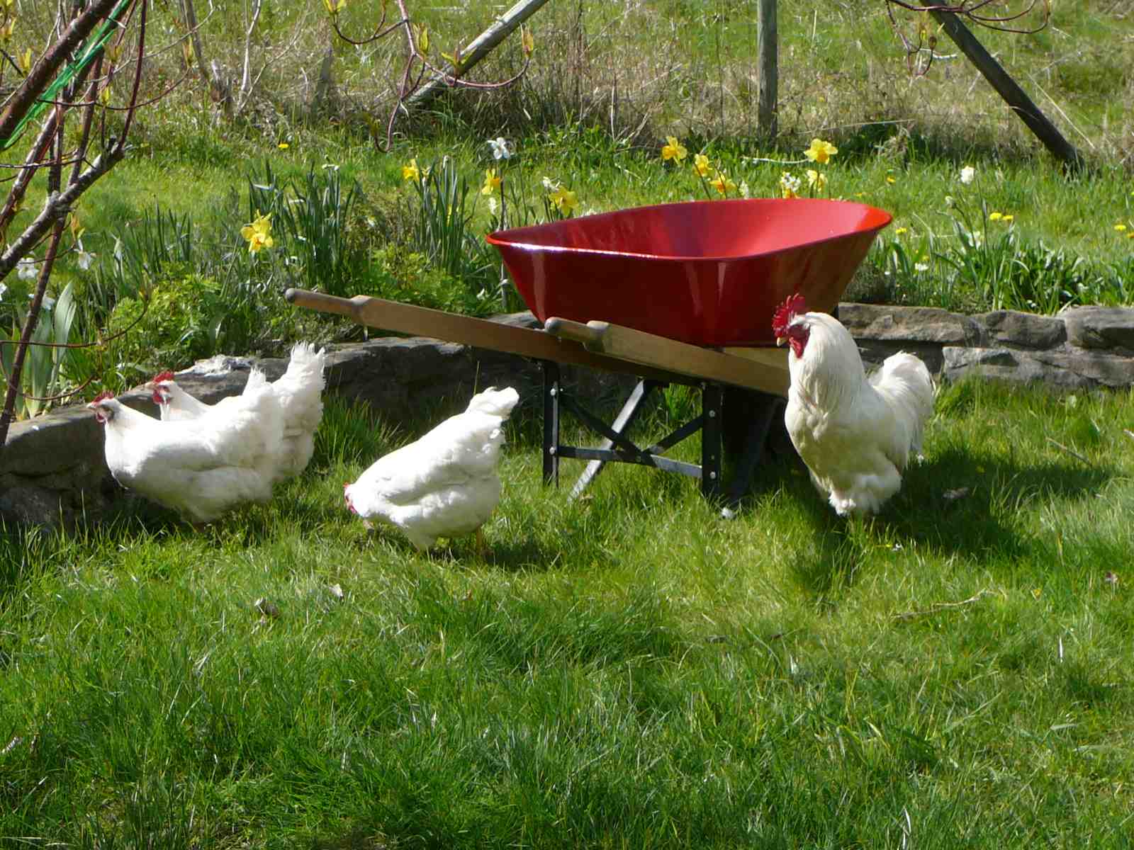 poetry analysis the red wheelbarrow poetry analysis the red wheelbarrow