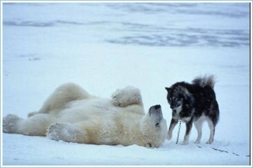 White Wolf Wild Polar Bears Play With Husky Dogs Video