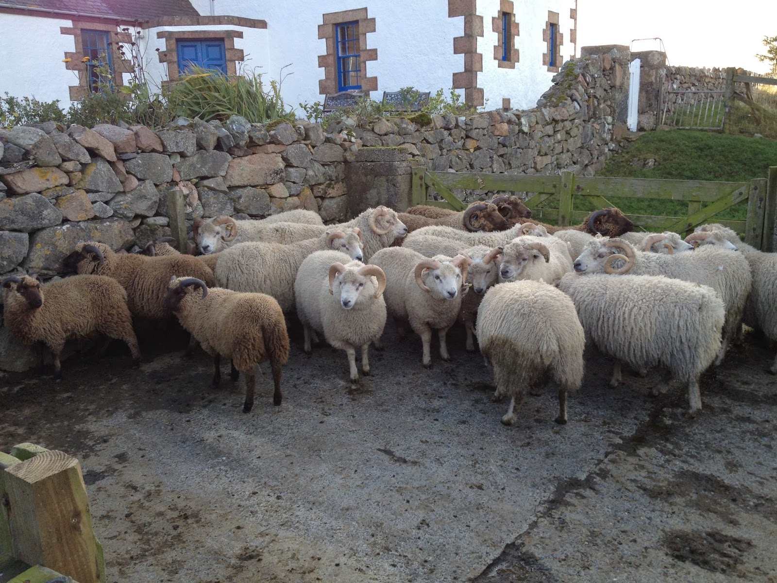 RAMSAY FARMS Photos from Vementry Estate Shetland Day 1.
