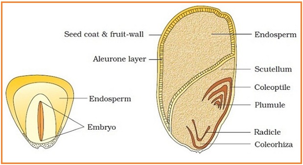 BIOLOGI GONZAGA: MORFOLOGI ORGAN TUMBUHAN corn kernal diagram 