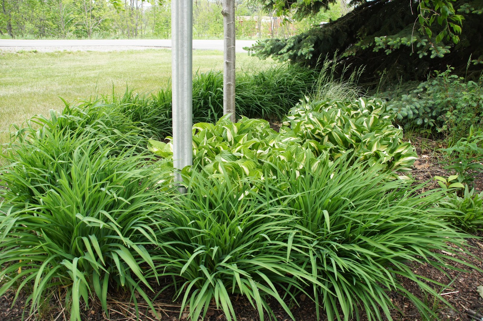 Garden Muses Not Another Toronto Gardening Blog Omg Is It May Yet