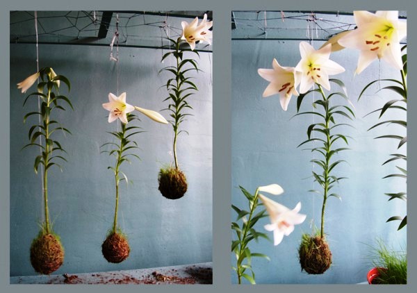 Kokedama/Japanese String Gardens | HΛNYMOѴΛLѴΞ / the world of artbeats