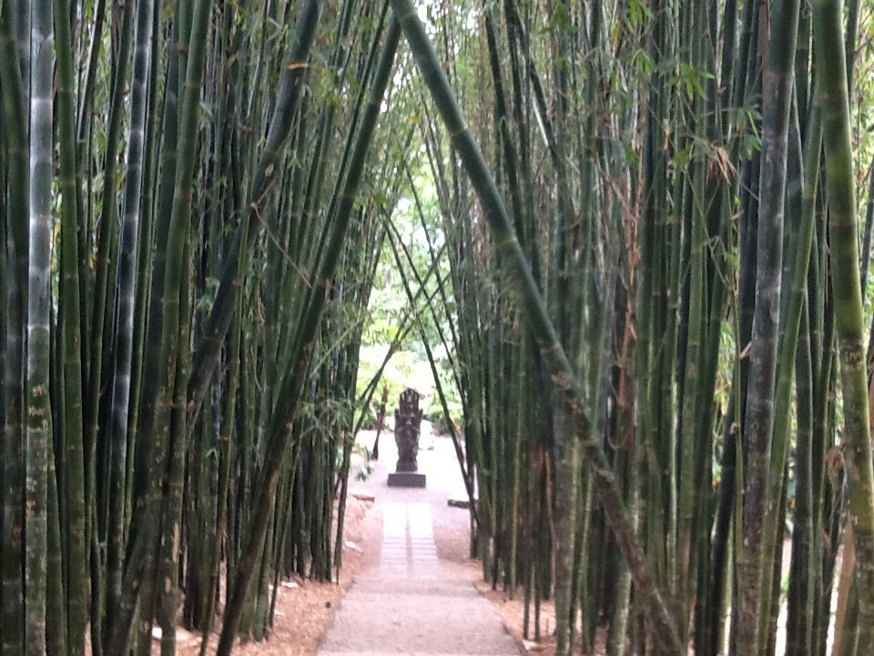 Big bamboo near Byron Bay
