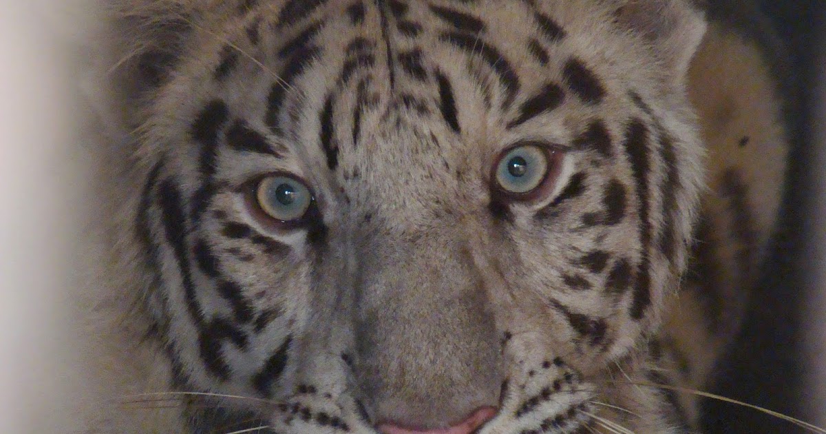 King Of The JUngle Captured In A Zoo