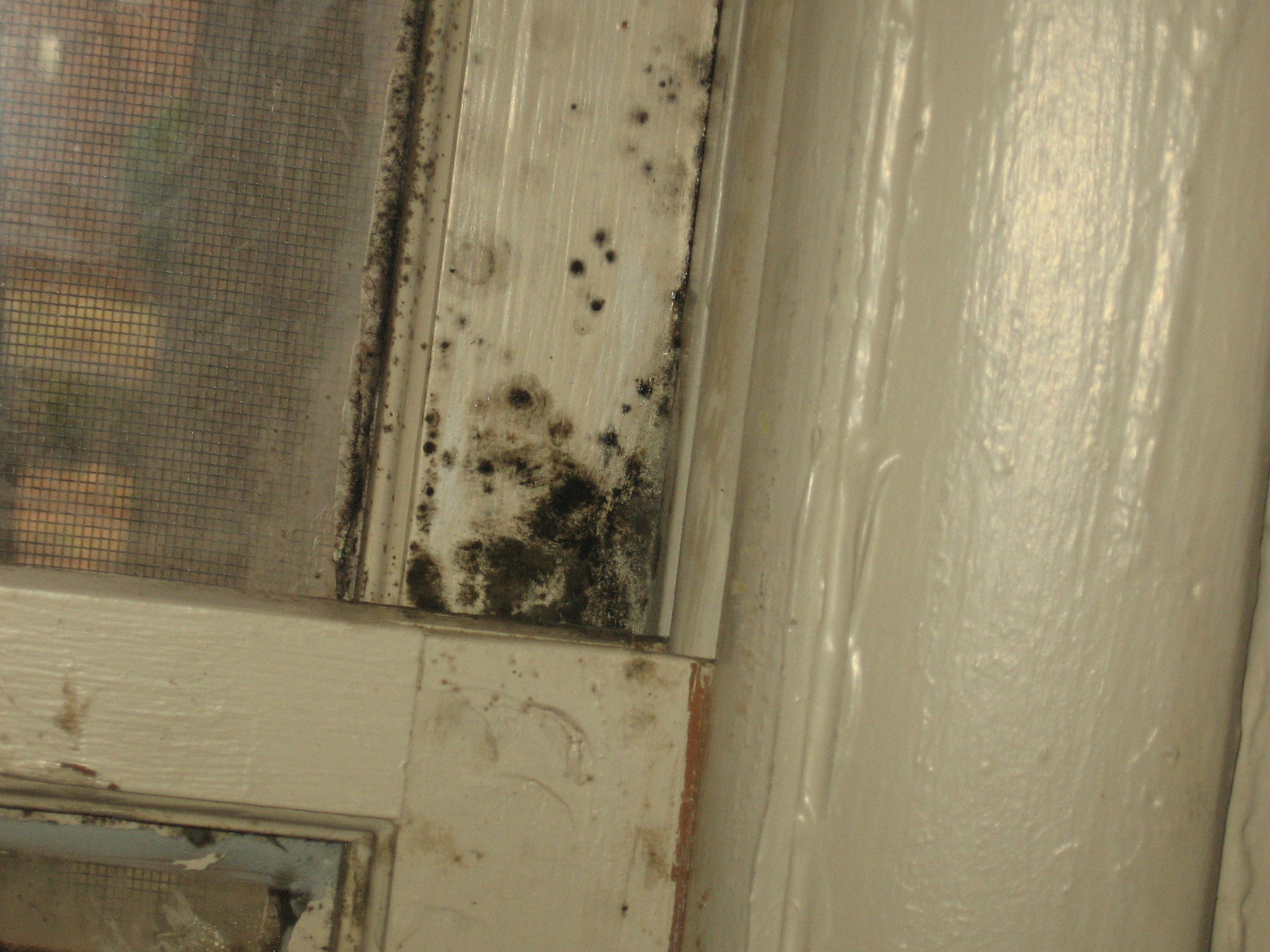 NCSU PDIC Household Molds What Hurricane Irene Left Behind