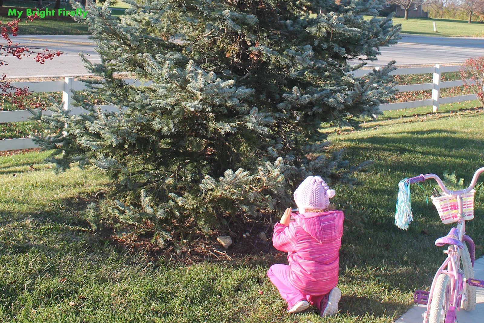 Urbandendro Evergreen Plants Needs Cleaning