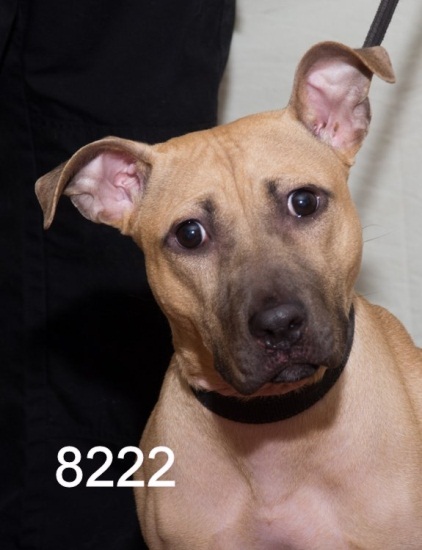 lsn dogs hearts to the rescue 2 17 13 2 24 13 lsn dogs hearts to the rescue 2 17 13 2 24 13