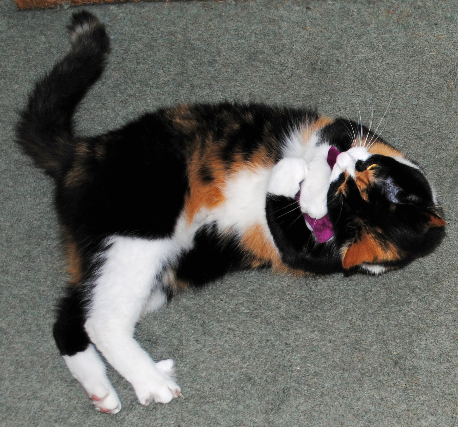 Elaine Sheldrake The Arts And Crafts Lady Katy The Cat