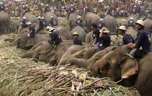 Thailand Elephant Day Photos...