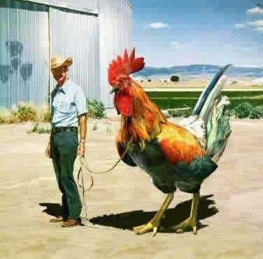 Funny Roosters New Images/Photos 2012 - Pets Cute and Docile
