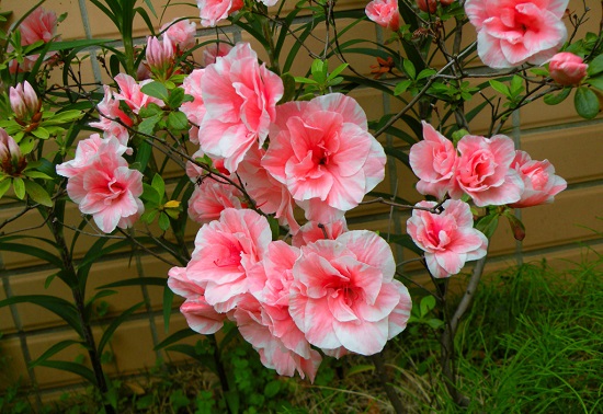 [Image: hoa-phong-thuy-mang-den-tai-loc-may-man-6.jpg]