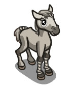 connemaraponyfoal UNRELEASED Connemara Pony And Foal