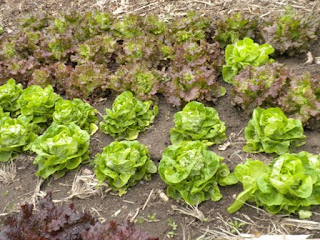 Keppers' Pottery & Produce: February 2013
