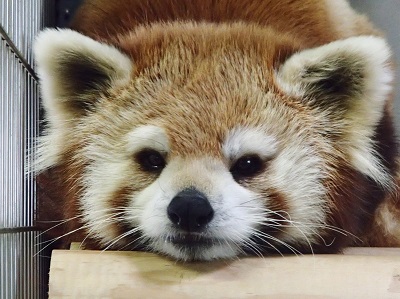 福岡市動物園ブログ こんにちはレッサーパンダ ノゾムです ノゾム日記その1