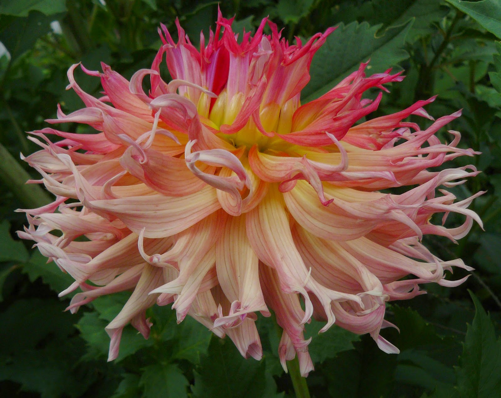 Clear Creek Dahlias