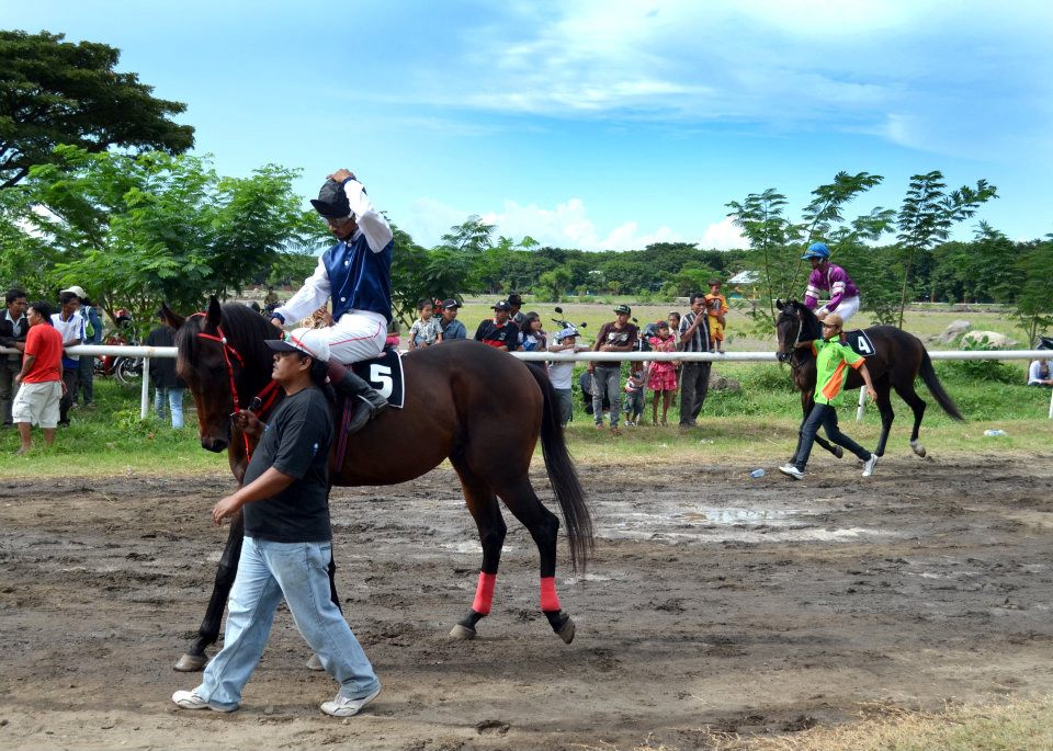 Kuda Jantan Cara Beternak Kuda