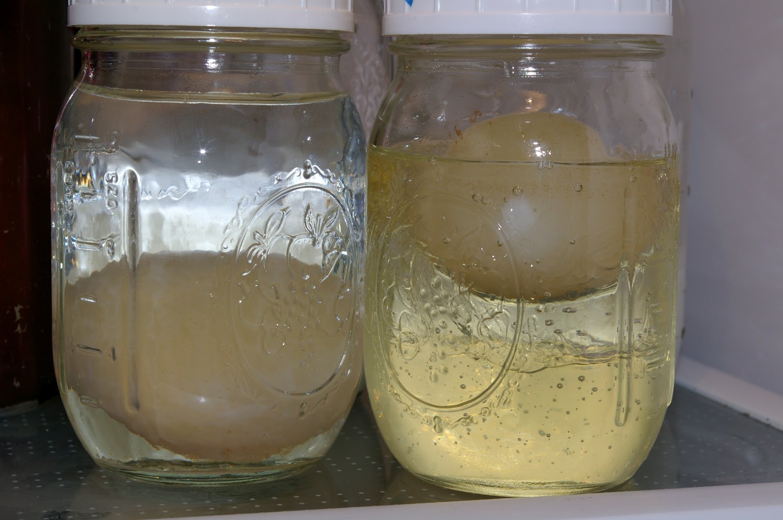 An Eggsperiment in Egg Anatomy Community Chickens